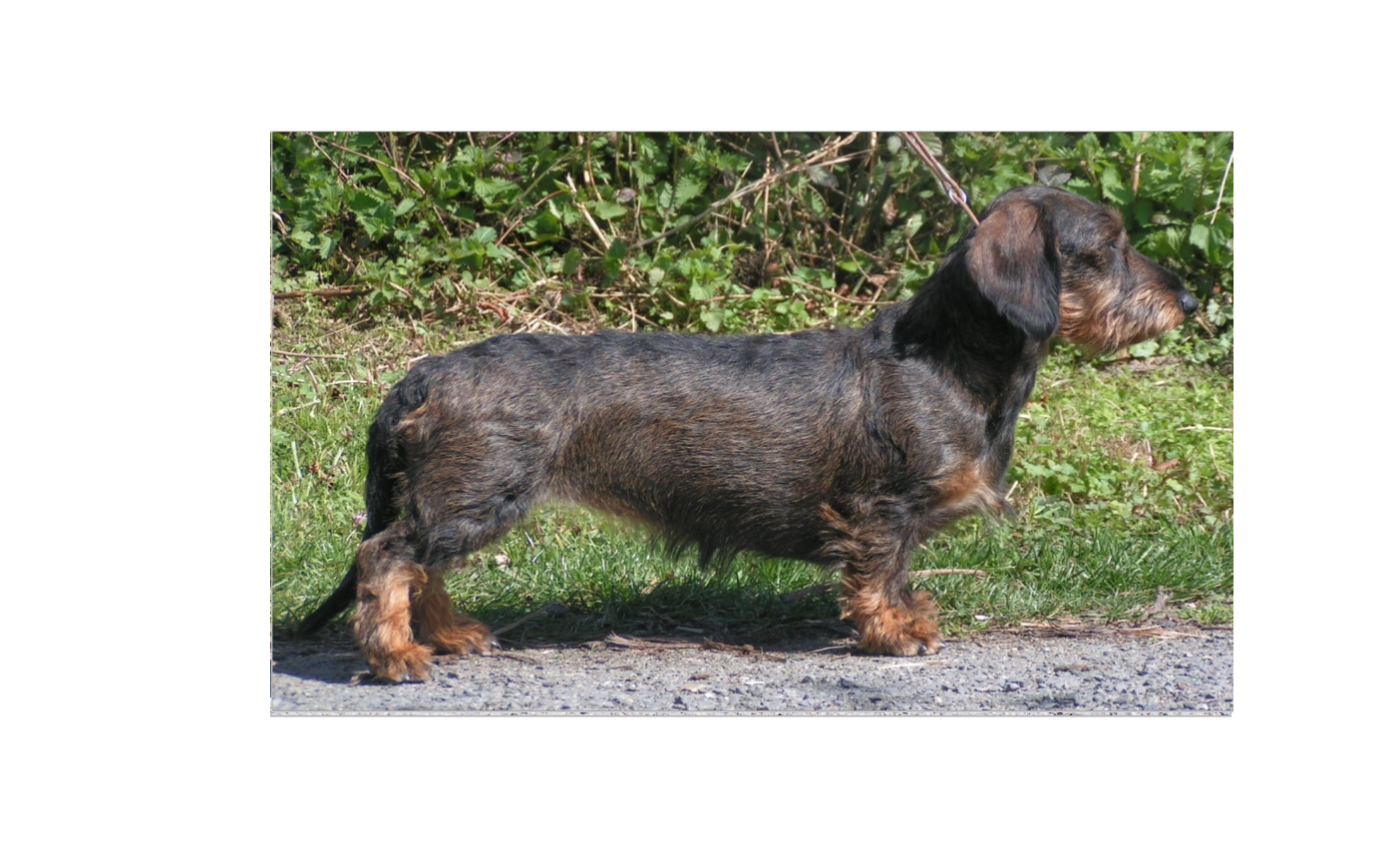 Chien41872872EUV046BAVIERE Société Centrale Canine